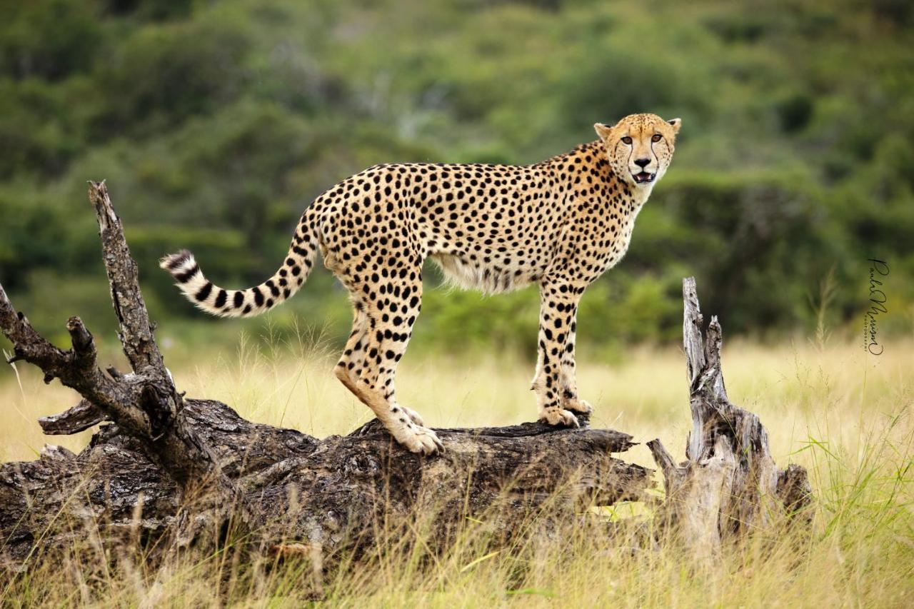 Sungulwane Private Game Lodge Hluhluwe Dış mekan fotoğraf